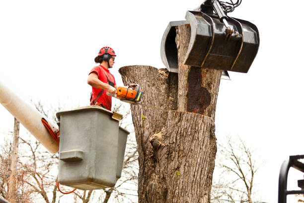 How Our Tree Care Process Works  in  Fairforest, SC